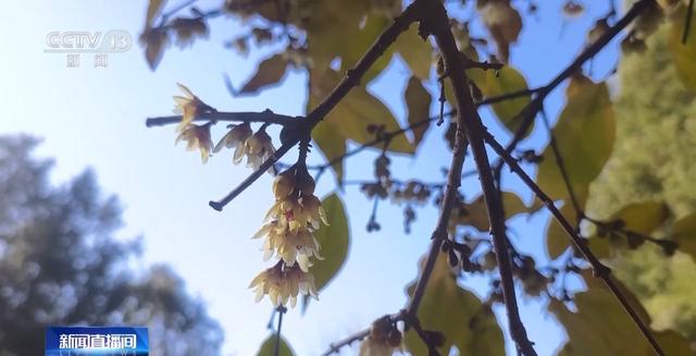 北京多处花卉提前绽放，带来冬日赏花奇妙体验
