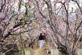 潍坊青州：踏青赏花正当时，“春日经济”激活消费潜力图片