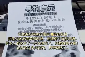 上海小狗走丢6天在浙江找回！过程曲折，中间走失了3次图片