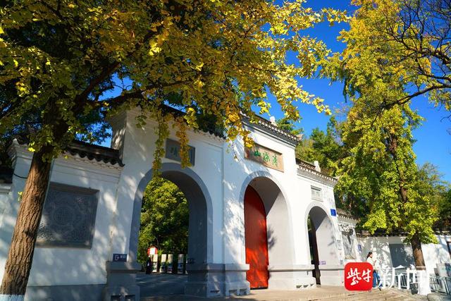 南京清凉山上银杏谷，一片金黄成市民打卡地