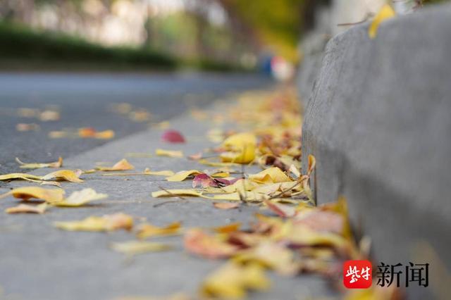 银杏季来了！解锁古城限定冬日玩法