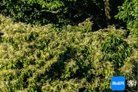 原创组图 | 坡垒开花压满枝 国家一级保护野生植物坡垒开花图片