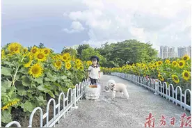 打卡向日葵“花海”图片