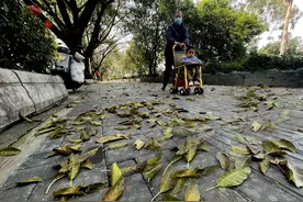 一天需扫4次落叶，福州今年落叶比往年来得更早？图片