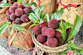 杨梅红了！走，去靖州开启“梅”好时光图片