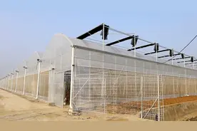 湖北老河口：建设智慧管理大棚 做强“汉水砂梨”品牌图片