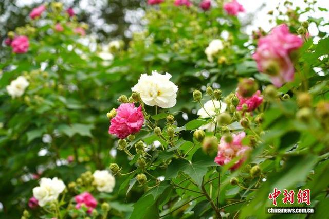 成都天府芙蓉园花开满园：吸引市民游客簇拥赏花拍照