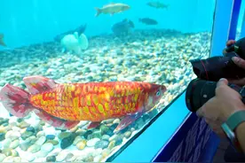 每日一词 | 人工智能健康有序发展 healthy and orderly advancement of the AI sector图片