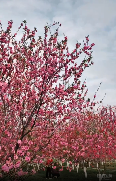 赶紧收藏！2026桂林早春赏花攻略！周末出游直接冲！