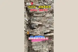 纵览原创｜石家庄西部山区捡到三叶虫古化石？地质专家：这里6亿年前是海洋，捡到很正常图片