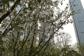 江苏大风吹！停航封航，“夏天”被紧急撤回图片