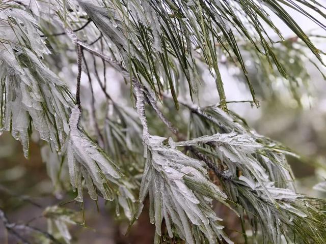 零下3℃的浪漫 融水雾凇等你来打卡