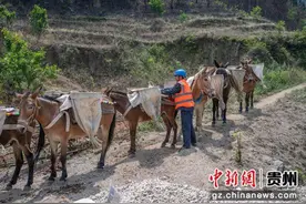 贵州山区电网施工：骡马驮货助力电力工程建设图片