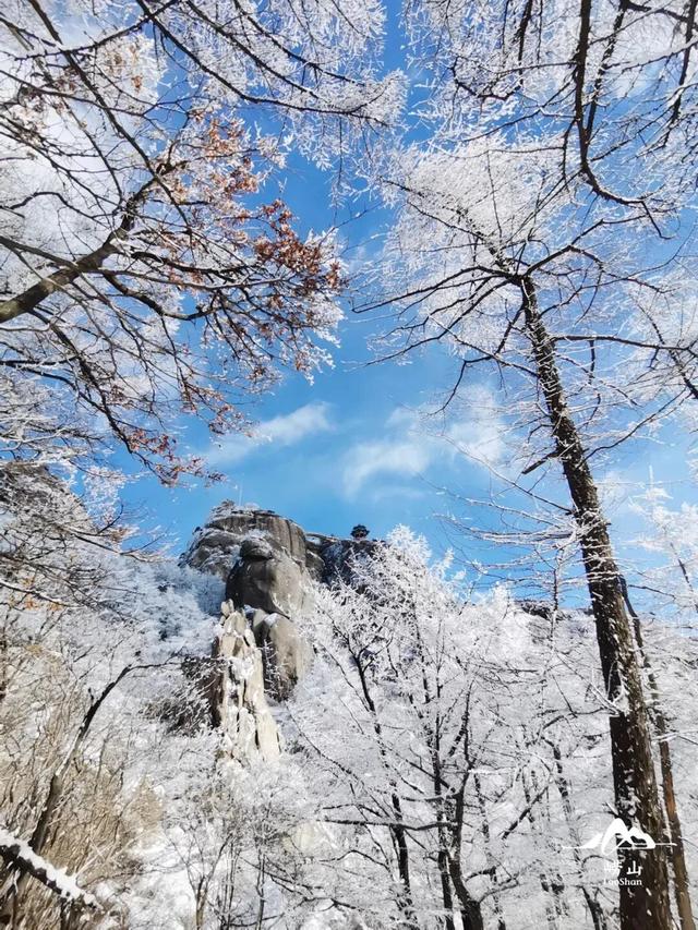 限时仙境！崂山巨峰雾凇进入最佳观赏期，打卡攻略速看
