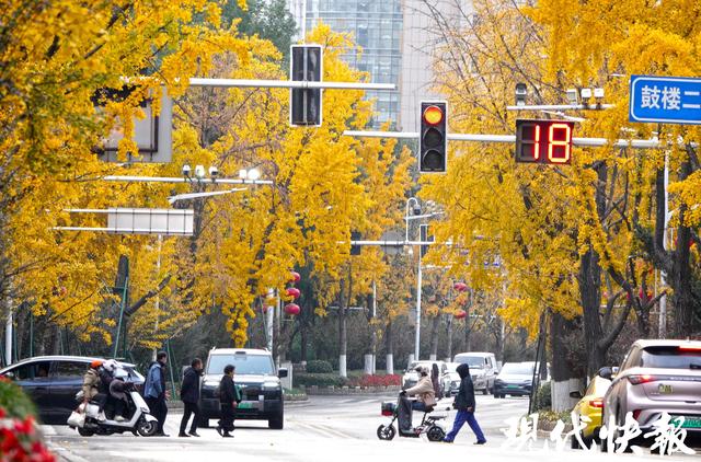 南京这条银杏大道“金色长卷”徐徐展开