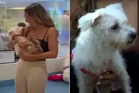 爱犬失踪4年奇迹返家，主人泪崩！曾收到陌生人致电称狗死了图片