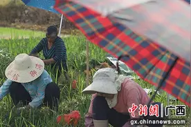 广西荔浦：苗木产业兴 增收有“钱”景图片