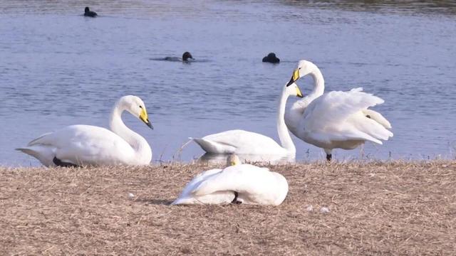 南海新区：天鹅归来鸟儿聚 生态美景入画来
