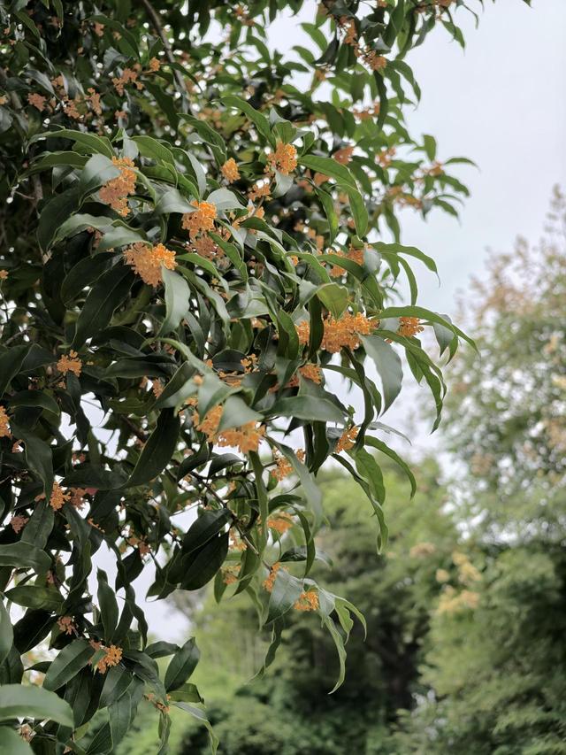 晚潮｜满城的桂花又香了