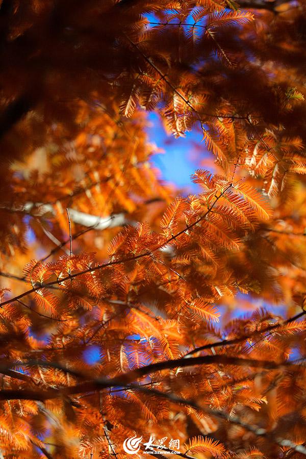 四季予你丨流动的油画！鱼鸟河水杉林上演“渐变魔法”