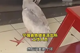 陕西汉中市民捡到一只野生朱鹮，全球曾仅剩7只被誉为“鸟中大熊猫”，现已被移交保护管理局图片