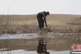 达里诺尔湖畔的“天鹅爸爸”图片