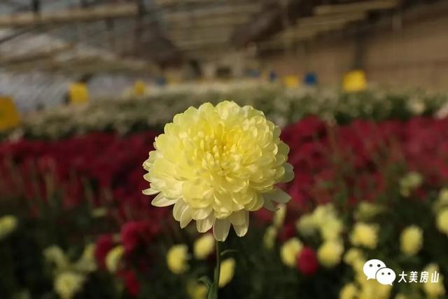 赏菊+品宴+饮酒！初冬的第一份浪漫就藏在北京这里→