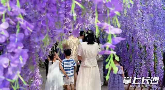 组图｜紫色花廊上线，石燕湖打造假日游玩新体验