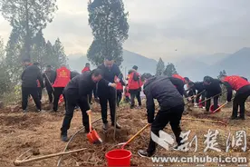 郧西县羊尾镇：人大代表展活力 义务植树添新绿图片