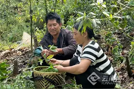 云南临翔：做好“土”文章 木姜子变群众致富“果”图片