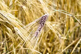 西藏山南：“精酿”黑青稞 致富隆子县图片