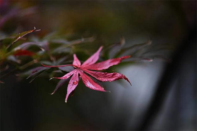 贵阳：初冬时节好风景