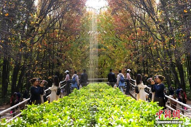 昆明植物园枫香大道层林尽染引八方游客