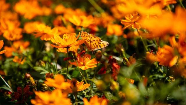 初冬限定！余杭这几处花海，巨出片