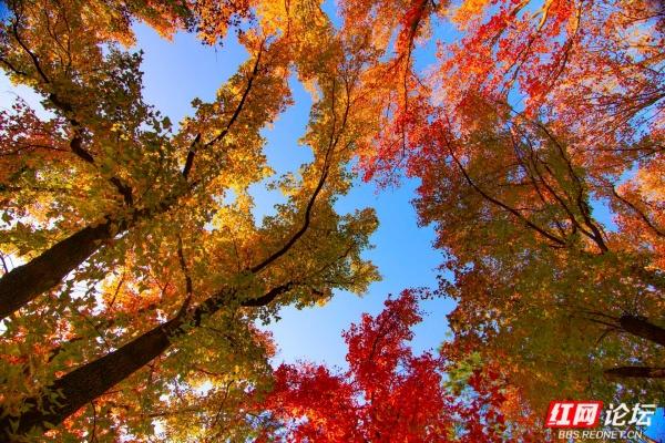 岁暖时刻丨枫叶一红，省植物园的“暖色派对”开始了