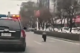 吉林桦甸一成年野猪闯入主城区，麻醉不成后被警方击毙图片