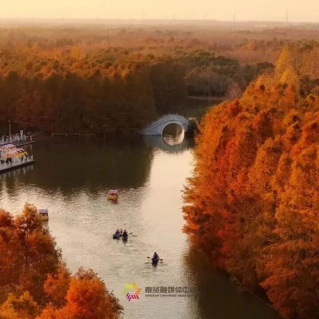 域见上海·域见奉贤｜海湾国家森林公园最新红杉实拍已送达，还有更多攻略等你来看！