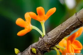 双节拍丨金秋十月桂花开，清香四溢扑面来图片