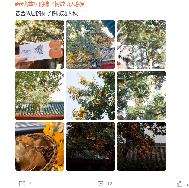 老舍院里的柿子红了！这份“甜蜜暴击”正席卷河南的秋天