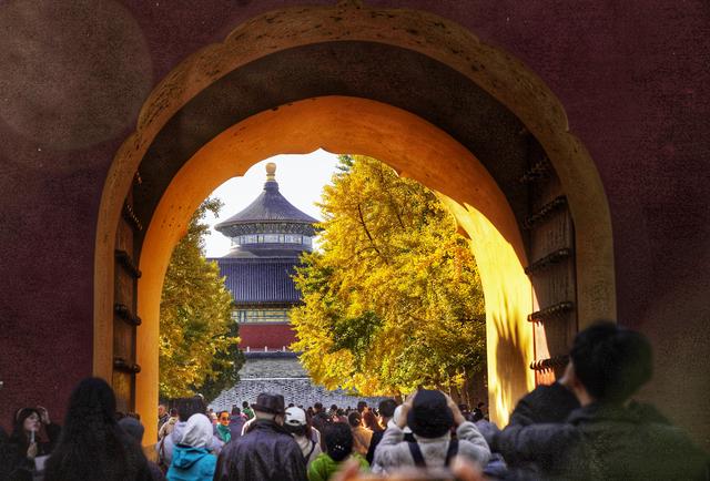 秋色浸染，天坛银杏大道换上“金衣”