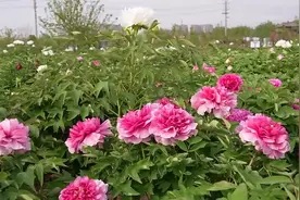菏泽市定陶区：最美人间四月天 牡丹花开真国色图片