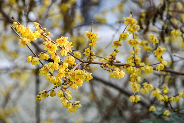 暗香浮动申城冬，闸北公园觅梅踪！