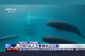 长江十年禁渔“期中卷”成绩亮眼 全流域鱼类资源总体恢复明显图片