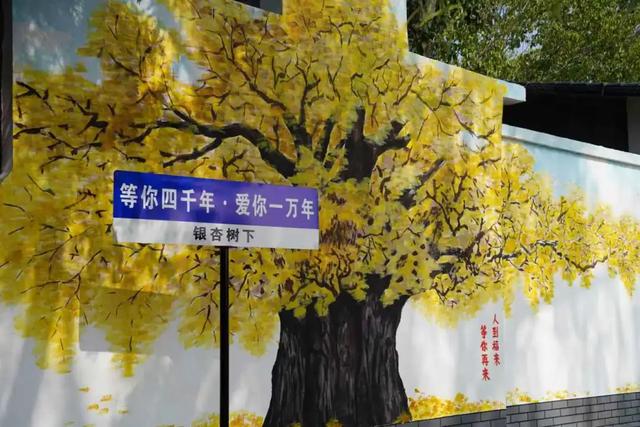 赵立坚微博打call日照银杏古树！附高清大图+进阶玩法！