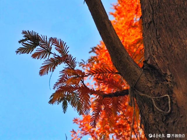 冬日水杉叶泛红，沂河岸边添美景