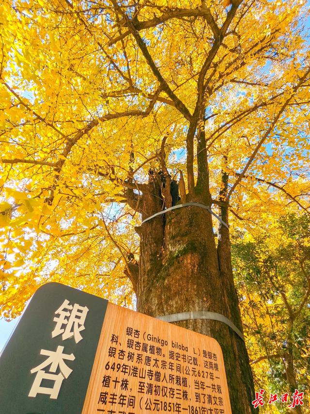 同为1300岁，武汉两株“银杏王”满树堆金