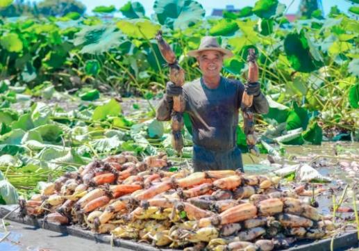 亲“荷”力满分！浙江“荷花经济”绽放暑期新亮点