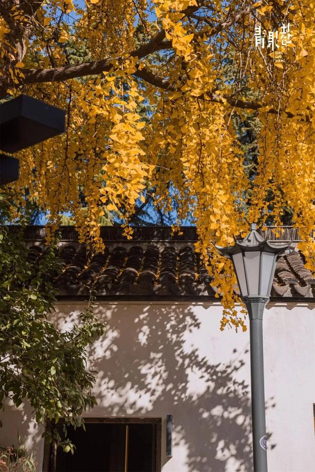 限时绝美！此刻，常州颜值巅峰