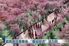 等你来打卡！昆明宜良樱花美上央视《新闻联播》图片