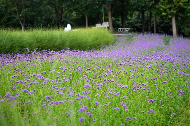 向日葵、地肤、马鞭草……秋日童话花海被上海这个公园承包了→